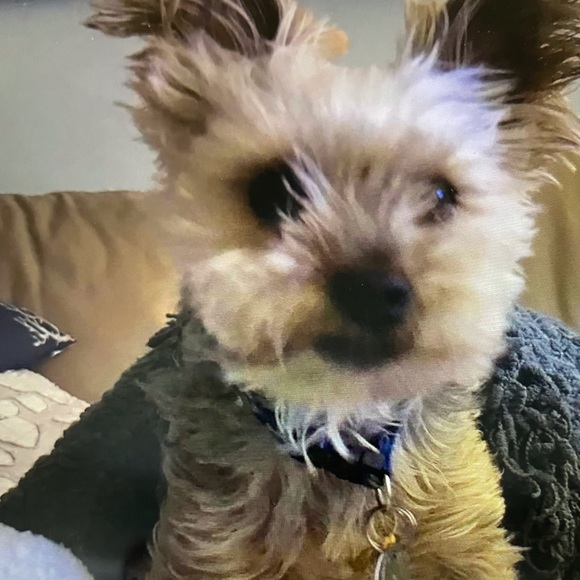 Outward Hound Other - Outward Hound Pet Carrier Backpack